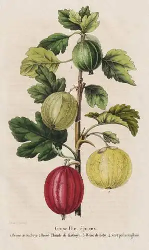 Groseiller eqineux - gooseberry Stachelbeere Beere berry / Obst fruit / Pflanze Planzen plant plants / botanic