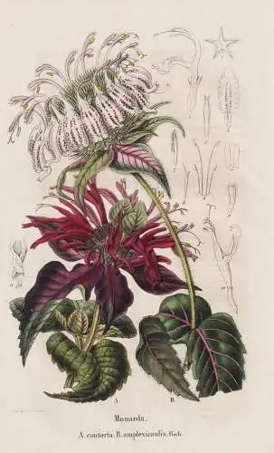 Monarda - contorta - amplexicaulis - Indianernessel / flower Blume flowers Blumen / Pflanze Planzen plant plan