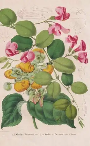 Orobus formosus - Calceolaria flexuosa - Peru / flower Blume flowers Blumen / Pflanze Planzen plant plants / b