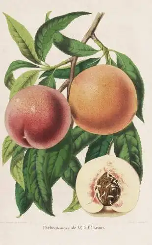 Peche (plein-vent) de Mr. le Dr. Krans - pêche Pfirsich peach peaches nectarines / Obst fruit / Pomologie pom