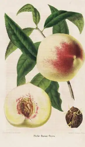 Peche Baron Peers - pêche Pfirsich peach peaches nectarines / Obst fruit / Pomologie pomology / Pflanze Planz