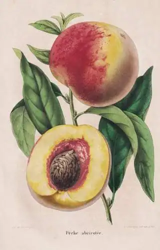 Peche abricotee - pêche Pfirsich peach peaches nectarines / Obst fruit / Pomologie pomology / Pflanze Planzen