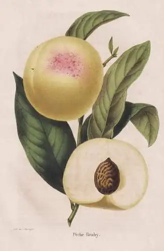 Peche Brahy - pêche Pfirsich peach peaches nectarines / Obst fruit / Pomologie pomology / Pflanze Planzen pla