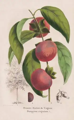 Prunier-Dattier de Virginie - Diospyros virginiana - Prunus Pflaume plum Pflaumen plums / Obst fruit / Pomolog