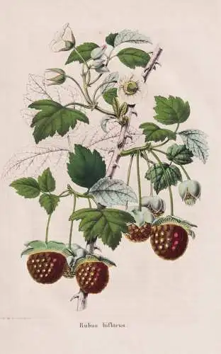 Rubus Biflorus - Framboisier Himbeere raspberry Rubus idaeus Himbeeren Beere berry / Obst fruit / Pomologie po