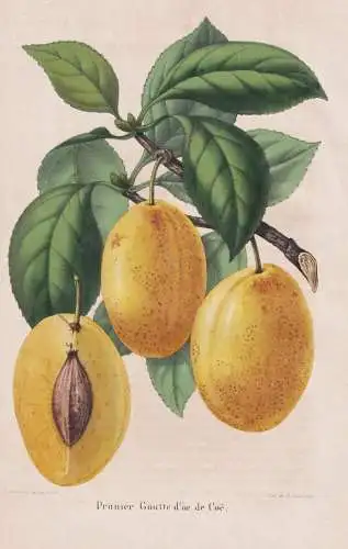 Prunier Goutte d'or de Coe - Prunus Pflaume plum Pflaumen plums / Obst fruit / Pomologie pomology / Pflanze Pl
