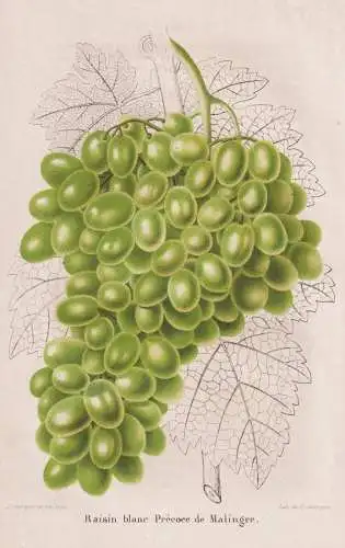 Raisin blance Precoce de Malingre - Wein wine grapes Weintrauben Trauben / Obst fruit / Pomologie pomology / P