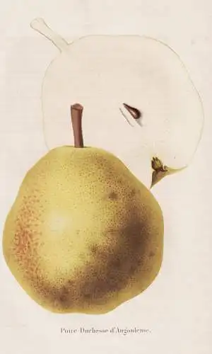 Poire Duchess d'Angouleme - Poire Birne pear Birnbaum Birnen / Obst fruit / Pomologie pomology / Pflanze Planz