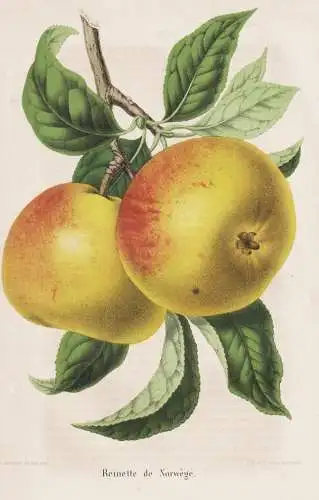 Reinette de Norwege - Pomme Apfel apple apples Äpfel / Obst fruit / Pomologie pomology / Pflanze Planzen plan
