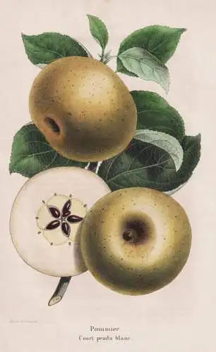 Pommier Court pendu blanc - Pomme Apfel apple apples Äpfel / Obst fruit / Pomologie pomology / Pflanze Planze