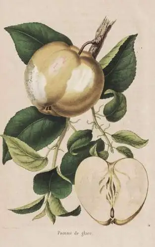 Pomme de glace - Pomme Apfel apple apples Äpfel / Obst fruit / Pomologie pomology / Pflanze Planzen plant pla