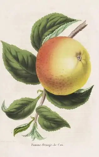 Pomme-Orange de Cox - Pomme Apfel apple apples Äpfel / Obst fruit / Pomologie pomology / Pflanze Planzen plan