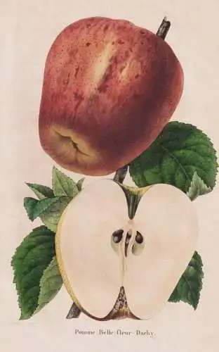 Pomme Belle-fleur-Dachy - Pomme Apfel apple apples Äpfel / Obst fruit / Pomologie pomology / Pflanze Planzen