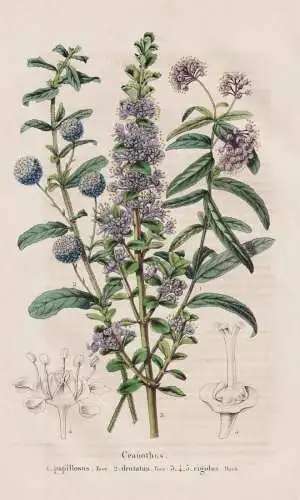 Ceanothus - papillosus - dentatus - rigidus - California Kalifornien / flower Blume flowers Blumen / Pflanze P