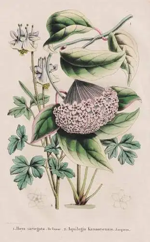 Hoya variegata - Aquilegia Kanaoriensis -  Porzellanblume / Himalaya China Japan Indien India / flower Blume f