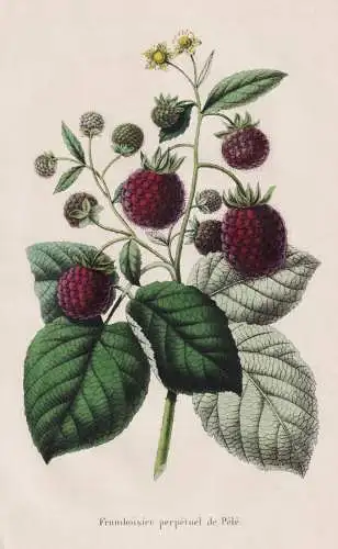 Framboisier perpetuel de Pele - Himbeere raspberry Rubus idaeus Himbeeren Beere berry / Obst fruit / Pomologie