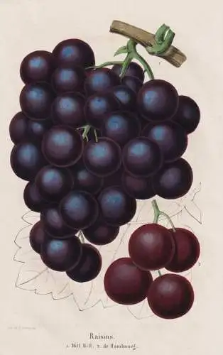 Raisins - Mill Hill - de Hambourg - Raisin Wein wine grapes Weintrauben Trauben / Obst fruit / Pomologie pomol
