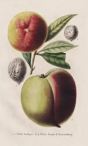 Peche Gathoye - Peche Comte d'Ansembourg - pêche Pfirsich peach peaches nectarines / Obst fruit / Pomologie p