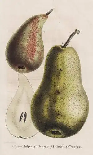 Poires Chilperic (De Rasse) - Le Kerbetje de Verreghem - poire pear Birne pear tree Birnenbaum / Obst fruit /