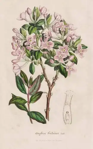 Daphne fortunei - Seidelbast / China / flower Blume flowers Blumen / Pflanze Planzen plant plants / botanical