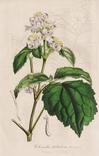 Clematis tubulosa - China / Waldrebe Klematis buttercup  / flower Blume flowers Blumen / Pflanze Planzen plant