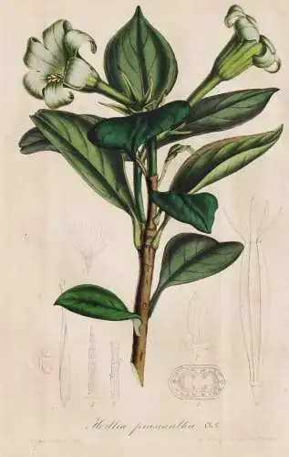 Hillia prasiantha - Hillia Rubiaceae / Sri Lanka / flower Blume flowers Blumen / Pflanze Planzen plant plants