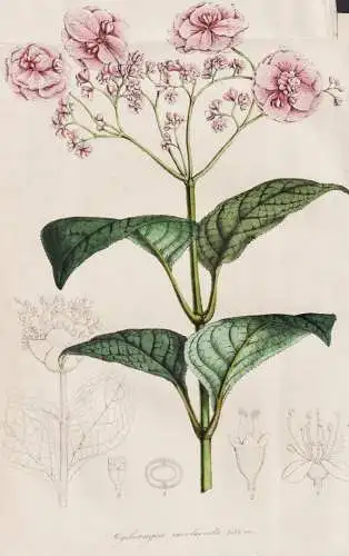 Hydrangea involucrata - Hüllblatt-Hortensie / China Japan / flower Blume flowers Blumen / Pflanze Planzen pla