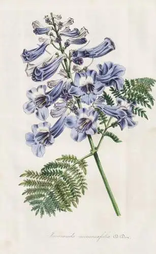 Jacaranda mimosaefolia - Palisanderholzbaum blue jacaranda tree / Südamerika South America / flower Blume flo