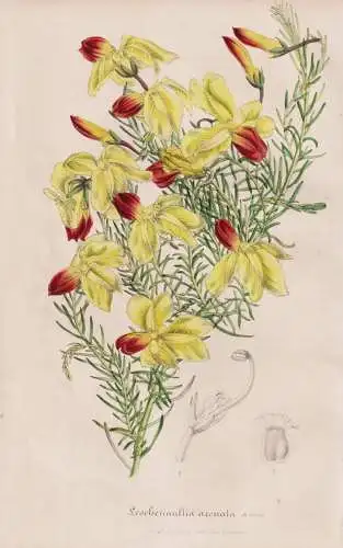 Leschenaultia arcuata - Australia Australien / flower Blume flowers Blumen / Pflanze Planzen plant plants / bo