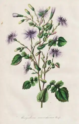 Mulgedium macrorhizum - Mulgedium Macrorrhizum / Tibet India Indien / flower Blume flowers Blumen / Pflanze Pl