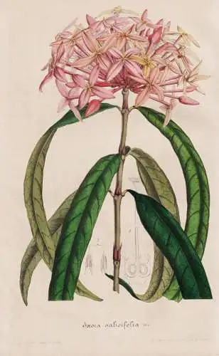 Ixora salicifolia - Java / flower Blume flowers Blumen / Pflanze Planzen plant plants / botanical Botanik bota