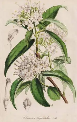 Reevesia Thyrsoidea - China / flower Blume flowers Blumen / Pflanze Planzen plant plants / botanical Botanik b