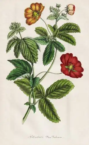 Potentilla macnabiana - Fingerkraut cinquefoil / flower Blume flowers Blumen / Pflanze Planzen plant plants /