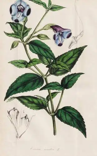 Torenia asiatica - wishbone flowers bluewings / India Indien Asia Asien / flower Blume flowers Blumen / Pflanz