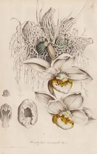 Stanhopea ecornuta - America Amerika / Orchid Orchidee / flower Blume flowers Blumen / Pflanze Planzen plant p