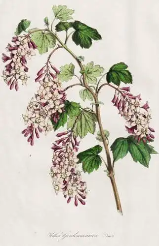 Ribes gordonianum - Gordon-Johannisbeere / flower Blume flowers Blumen / Pflanze Planzen plant plants / botani