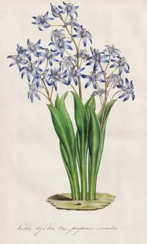 Scilla bifolia var. purpureo-caerulea - alpine squill Zweiblättriger Blaustern  / flower Blume flowers Blumen