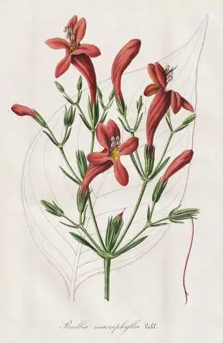 Ruellia macrophylla - Ruellien wild petunia / Colombia Kolumbien / flower Blume flowers Blumen / Pflanze Planz