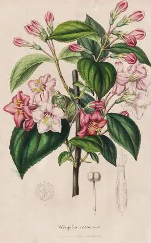 Weigelia Rosea - Weigelie Weigela / Asia China / flower Blume flowers Blumen / Pflanze Planzen plant plants /