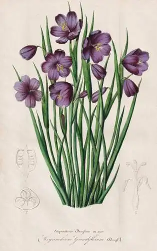 Sisyrinchium Douglasii - Olsynium douglasii / Douglas' olsynium Douglas' grasswidow / flower Blume flowers Blu