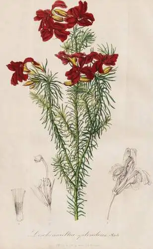 Leschenaultia splendens - Australia Australien / flower Blume flowers Blumen / Pflanze Planzen plant plants /