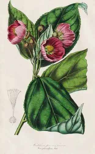 Abutilon (sida) Poeoniaeflorum - Brazil Brasil Brasilien / flower Blume flowers Blumen / Pflanze Planzen plant