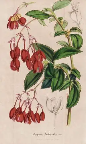 Begonia fuchsioides - India Indien / Begonie / flower Blume flowers Blumen / Pflanze Planzen plant plants / bo