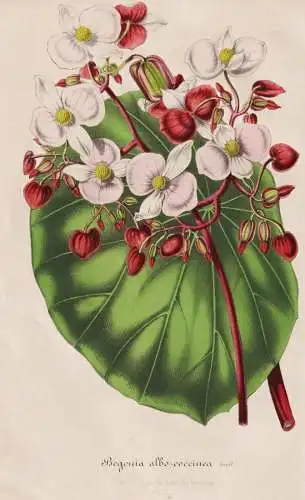 Begonia Albo-Coccinea - India Indien / Begonie / flower Blume flowers Blumen / Pflanze Planzen plant plants /