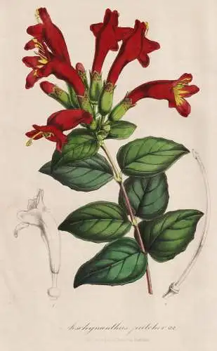 Aeschynanthus pulcher - India Java Malaysia Philippines / flower Blume flowers Blumen / Pflanze Planzen plant