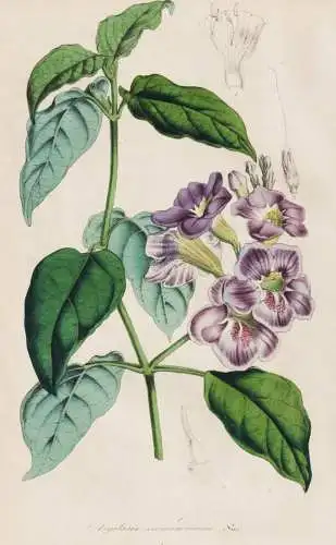 Asystasia Coromandeliana - Asystasia gangetica Akanthus / India Indien / flower Blume flowers Blumen / Pflanze