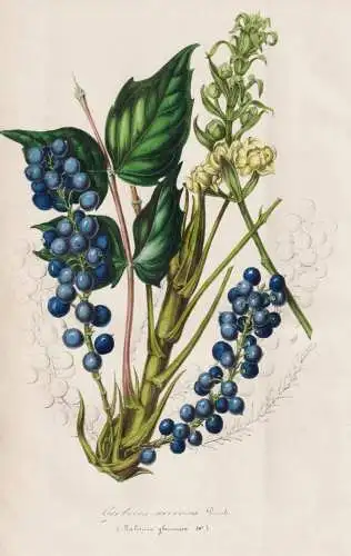 Berberis nervosa - Nervige Mahonie dwarf Oregon-grape Cascade barberry Cascade Oregon-grape / America Amerika