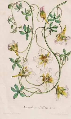 Tropaeolum albiflorum - Tropaeolum Nasturtium white / Peru Chile / flower Blume flowers Blumen / Pflanze Planz