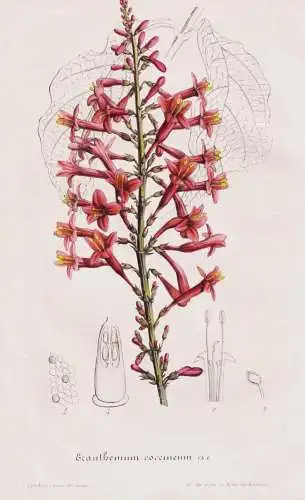 Eranthemum coccineum - Sumatra Java / flower Blume flowers Blumen / Pflanze Planzen plant plants / botanical B