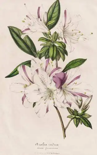 Azalea (Indica) striata formosissima - Azalee Azaleen Rhododendron / flower Blume flowers Blumen / Pflanze Pla